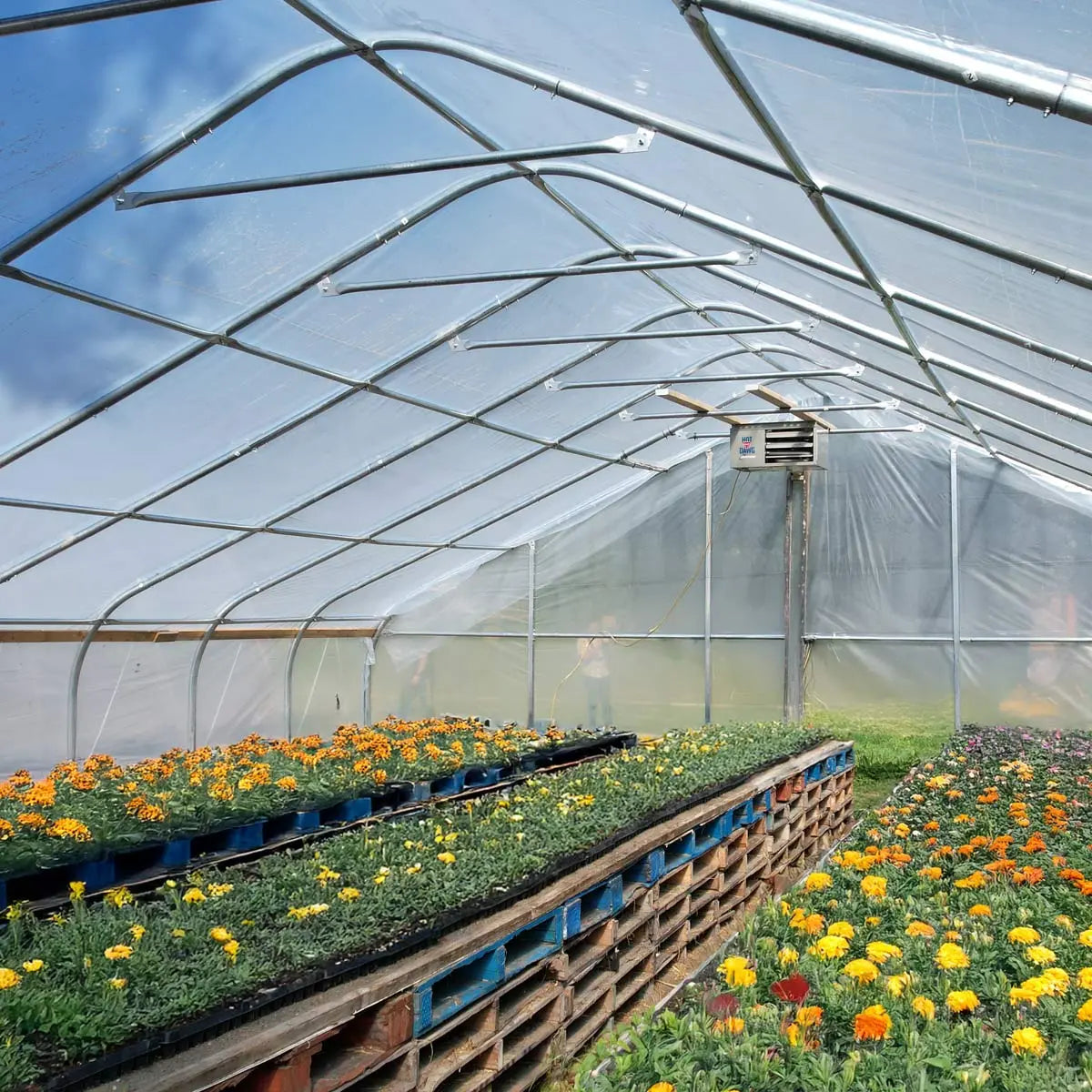 30’ x 100’ Tunnel Greenhouse Grow Tent w/6 Mil Clear EVA Plastic Film, Cold Frame, Hand Crank Roll-Up Sides, Peak Ceiling Roof, TMG-GH30100 - TMG Industrial USA