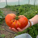 TMG-GH30150-V2 30' x 150' commercial tunnel greenhouse with 6 mil clear EVA poly cover and roll-up sides, view 8.