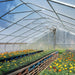 Interior showcasing frame ribs and seedling trays inside Commercial Tunnel Greenhouse.