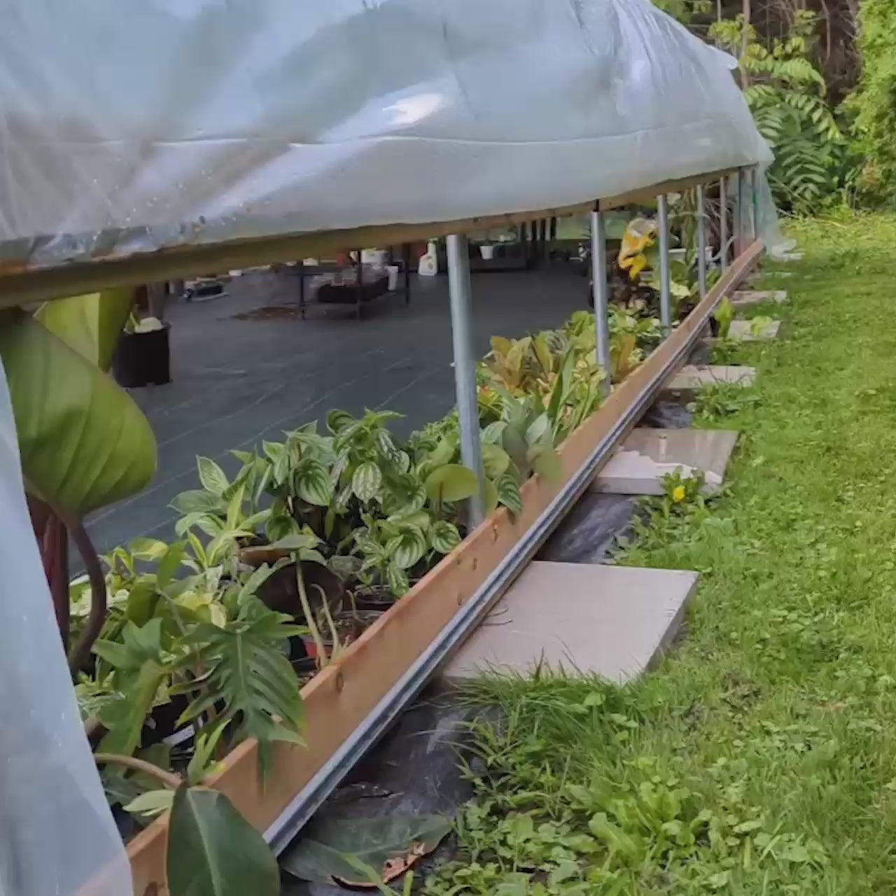 12' x 20' Tunnel Greenhouse Grow Tent w/6 Mil Clear EVA Plastic Film, Cold Frame, Hand Crank Roll-Up Sides, Peak Ceiling Roof, TMG-GH1220